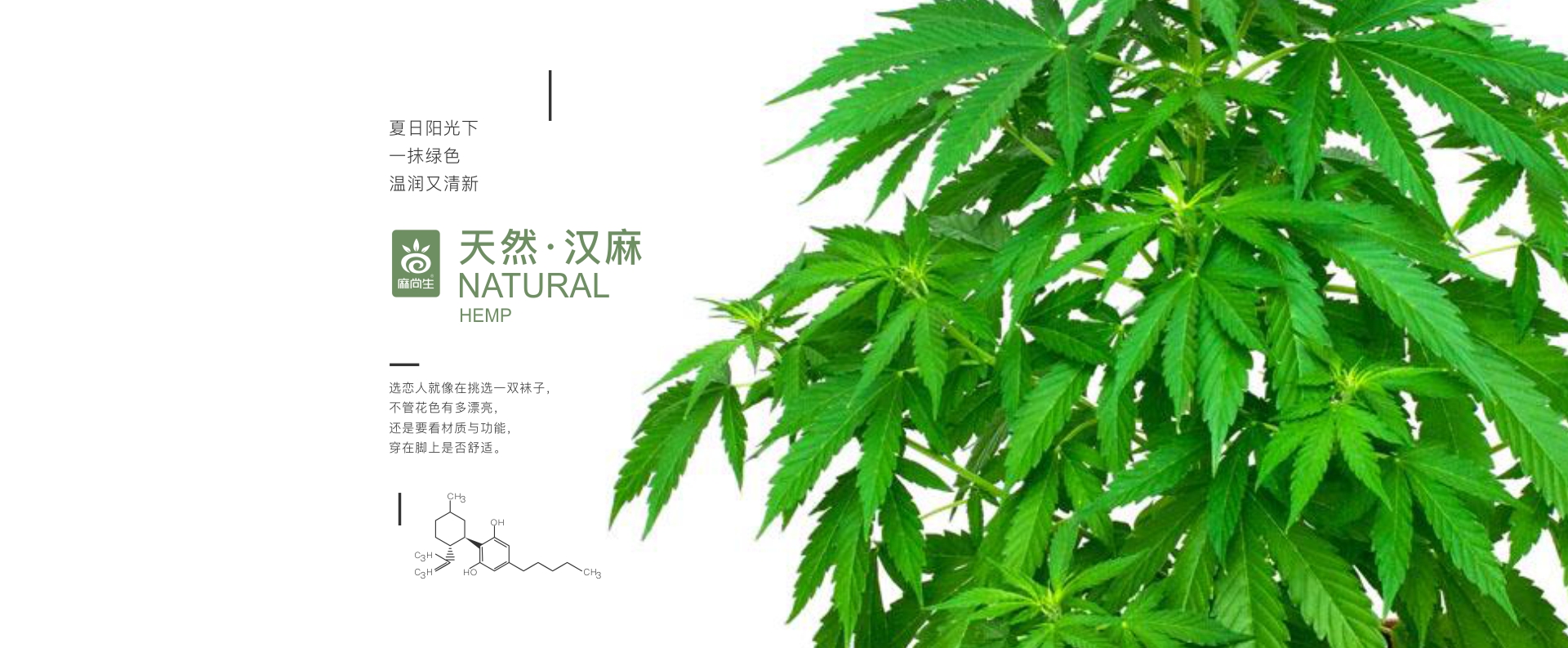 大麻的歷史和人類(lèi)的淵源